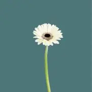 gerberaの画像