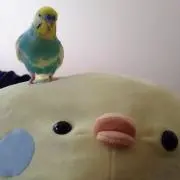 ピーちゃんの画像