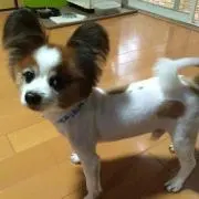 ぴー