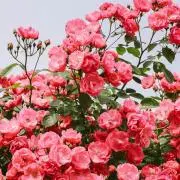 ☆イッチ☆