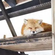 ぐみたん