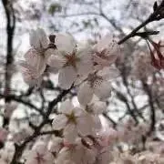 さくらの画像