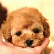 ★Qoo☆