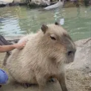クッピー　プロフをお読みくださいの画像