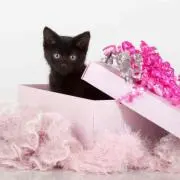 猫ママ