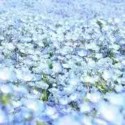 candy**の画像