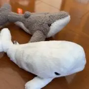 Tomの画像