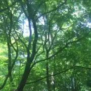かなで☆の画像