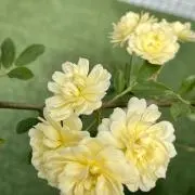 ナンナンの画像