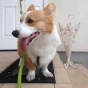 cinnamonの画像