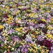 れいの画像