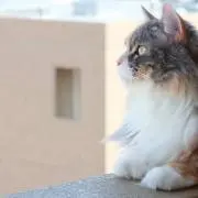 チーマルさんの画像