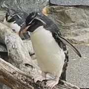 nanaの画像