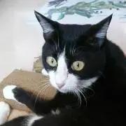 猫愛の画像