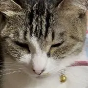 猫が好きな一般人