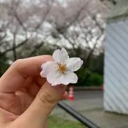 セイラ