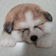 くまの画像