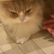 にのの画像