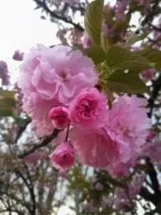 lomof.の画像