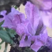ターバンの画像