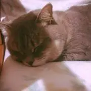 aの画像