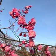 すこん