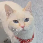 ふぐの画像