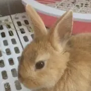 さと
