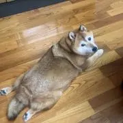 みみこん
