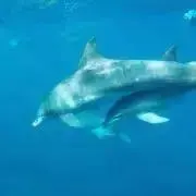 yokoの画像