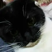 シャモドリ