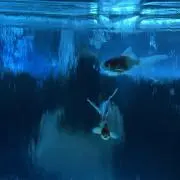 キキの画像
