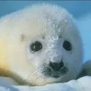 あざ