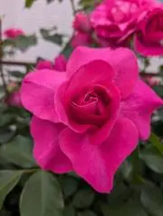 ひかりの画像