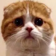 ヤマ