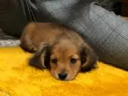 TFRの画像