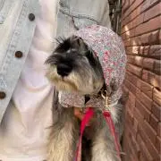 トミーの画像