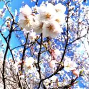 yachiの画像