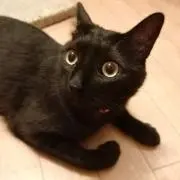 はとよめの画像
