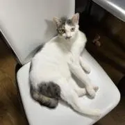 こおり＋即購入◯の画像