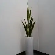 マルヤマ