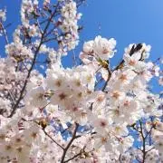 雪白＊プロフ必読の画像