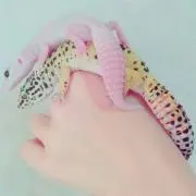 もけけ