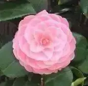 カメリアの画像