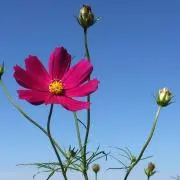 センセーの画像