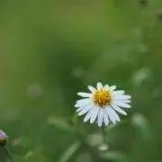 こっぴの画像