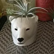 Pisの画像