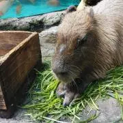 まきの画像