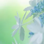 IROCの画像
