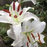 ままんの画像